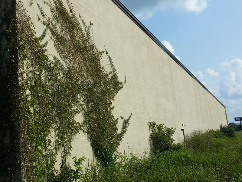 A wall with weeds growing on it and bushes in the foreground.