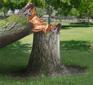 A tree that has been cut down by someone.