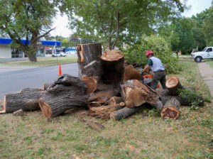 A man is cutting up tree trunks on the grass.