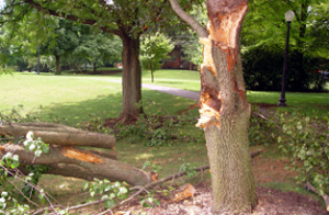 A tree that has been cut down and is laying in the grass.