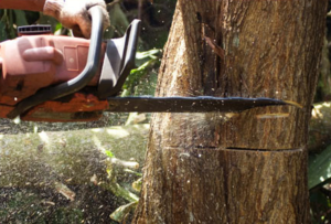 A person using a chain saw to cut down trees.